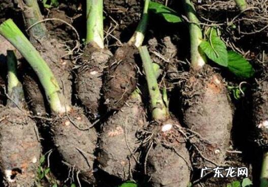 芋头发芽能吃吗 芋头发芽有毒吗