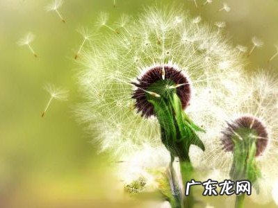 绯红蒲公英的功效与作用 绯红蒲公英有哪些药用价值