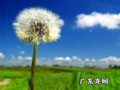 绯红蒲公英的功效与作用 绯红蒲公英有哪些药用价值