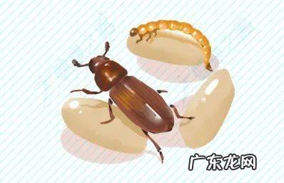 米面长虫子了还能还能吃吗？如何预防？