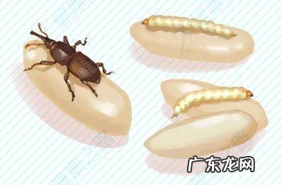 米面长虫子了还能还能吃吗？如何预防？