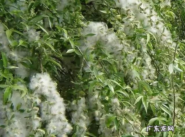 满城飞絮问题那么严重难道没有办法制止吗?