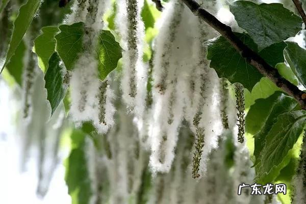 满城飞絮问题那么严重难道没有办法制止吗?