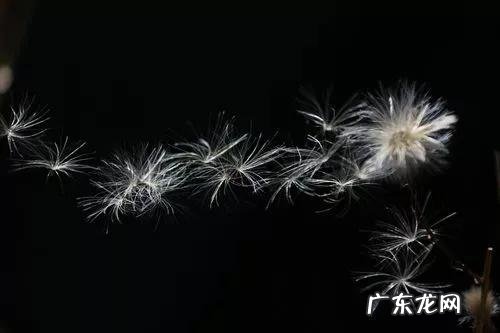 满城飞絮问题那么严重难道没有办法制止吗?