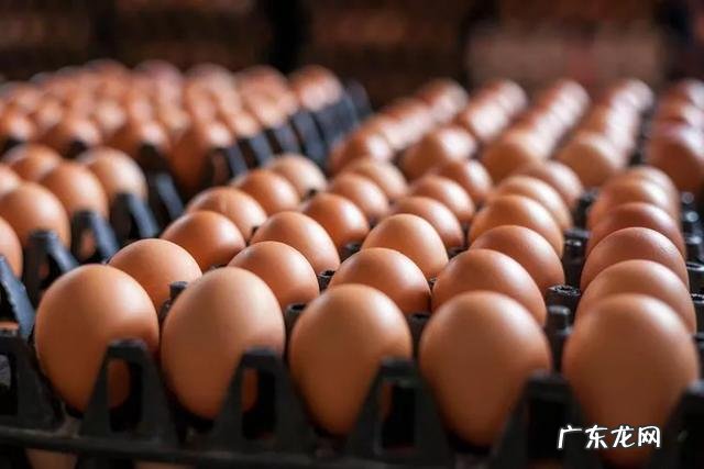 为什么要提倡吃鸡蛋拒绝吃鸭蛋?鸭蛋比鸡蛋差劲吗?