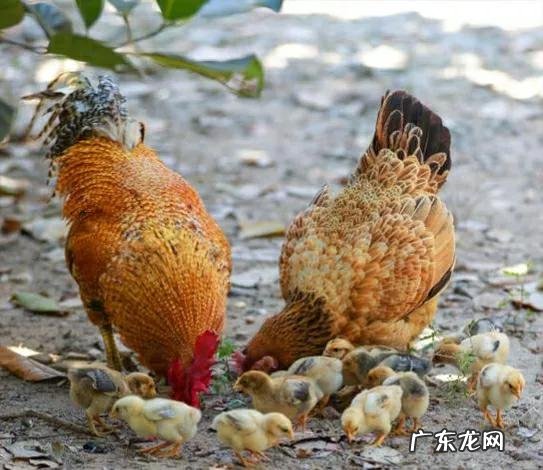 为什么要提倡吃鸡蛋拒绝吃鸭蛋?鸭蛋比鸡蛋差劲吗?