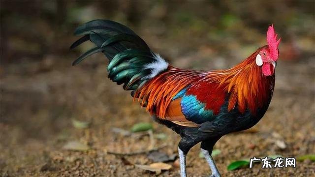 为什么要提倡吃鸡蛋拒绝吃鸭蛋?鸭蛋比鸡蛋差劲吗?