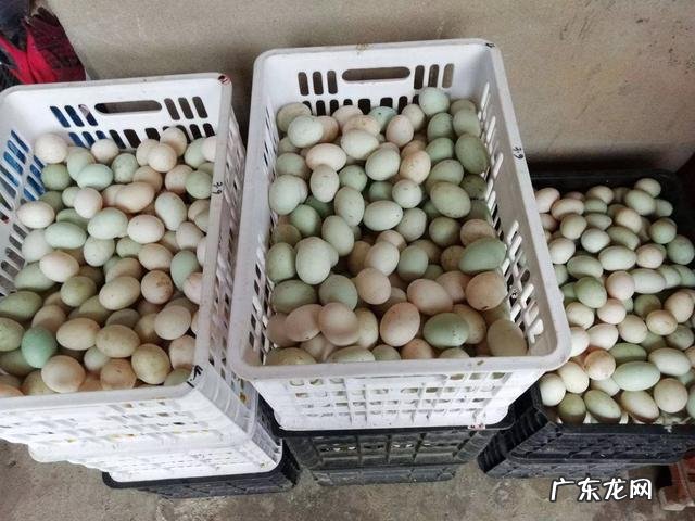 为什么要提倡吃鸡蛋拒绝吃鸭蛋?鸭蛋比鸡蛋差劲吗?