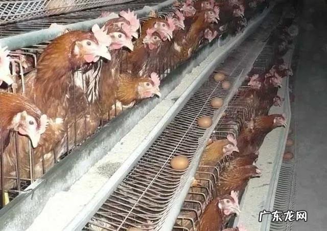 为什么要提倡吃鸡蛋拒绝吃鸭蛋?鸭蛋比鸡蛋差劲吗?