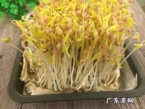 囤粮食囤什么好 你觉得囤粮食最好囤什么