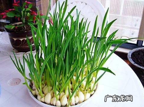 囤粮食囤什么好 你觉得囤粮食最好囤什么