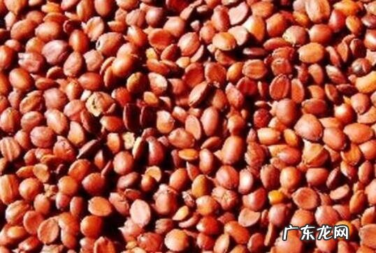 酸枣仁长期喝有啥危害 什么人不适合吃酸枣仁