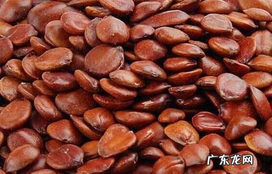 酸枣仁怎么治失眠 吃酸枣仁治失眠的方法技巧