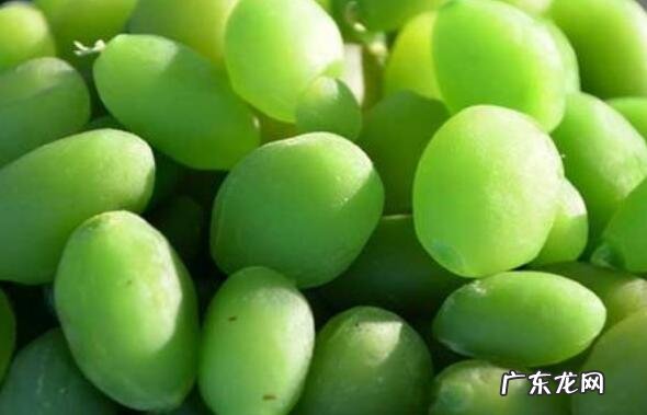 青果的功效与作用 青果的禁忌