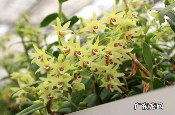 石斛花怎么吃好 石斛花的食用方法