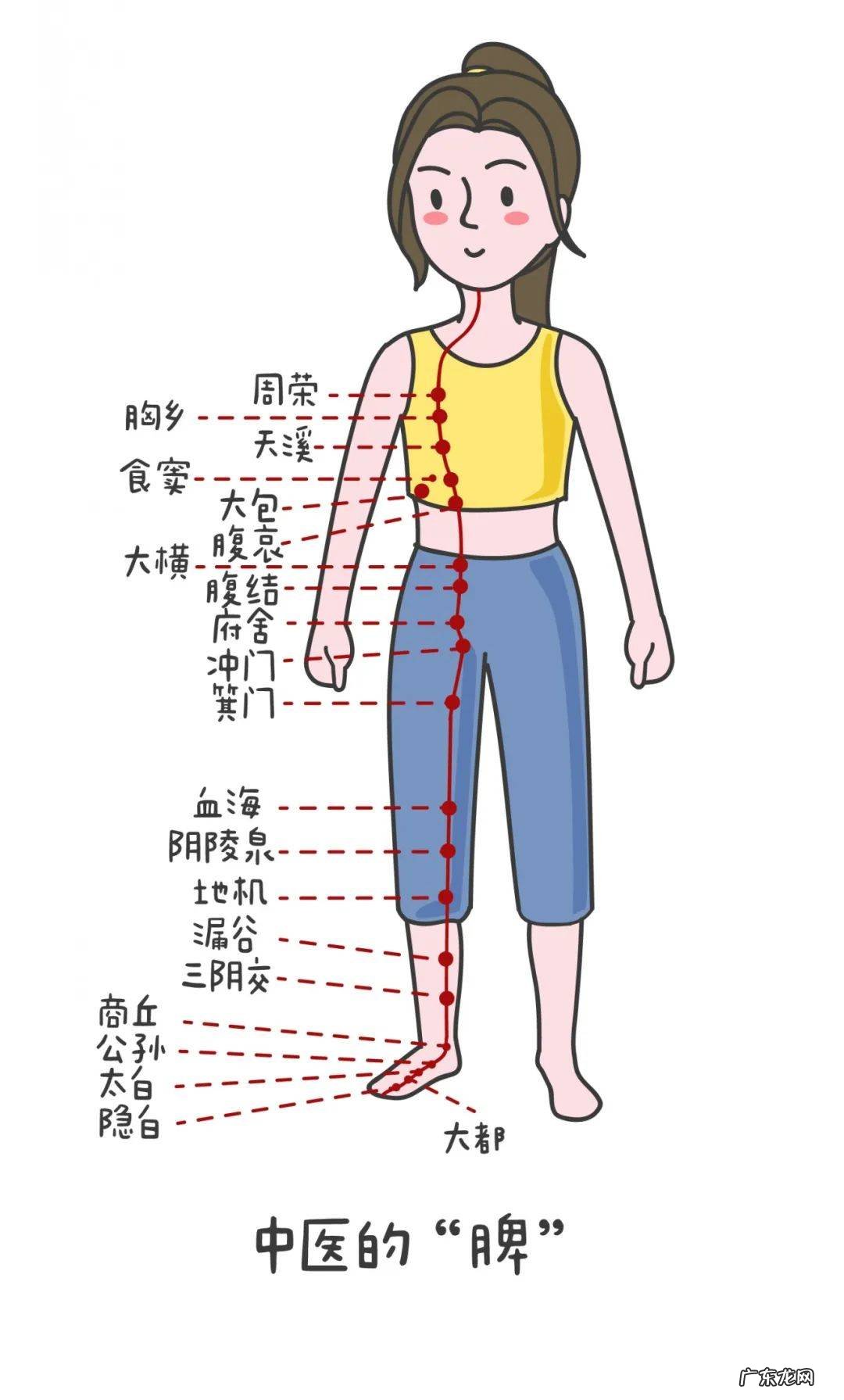 脾虚引起的肚胀、不消化怎么调养？