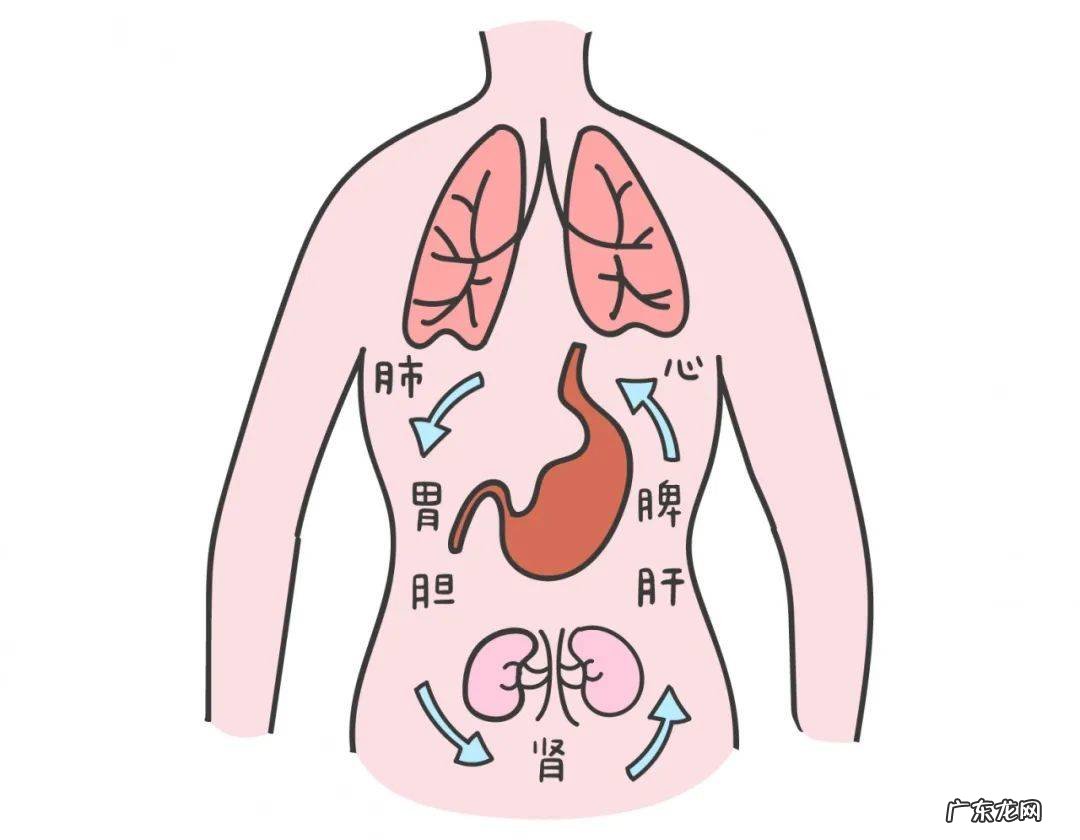 脾虚引起的肚胀、不消化怎么调养？