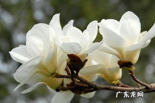 肾兰花的功效与作用