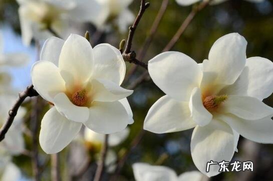 肾兰花的功效与作用