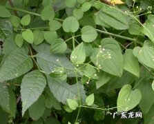 血见愁有几种 什么是血见愁