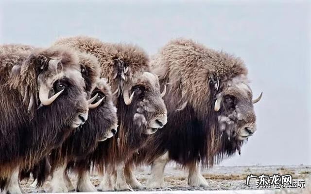 牛角断了牛还能活吗 木头的牛摆件突然牛角断了