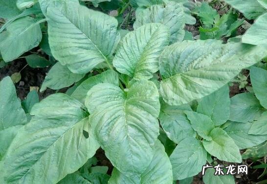 野菜人心菜的功效和作用