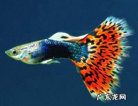 家养观赏鱼哪种鱼好养呢 家里适合养什么观赏鱼