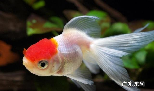 家养观赏鱼哪种鱼好养呢 家里适合养什么观赏鱼