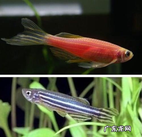 家养观赏鱼哪种鱼好养呢 家里适合养什么观赏鱼