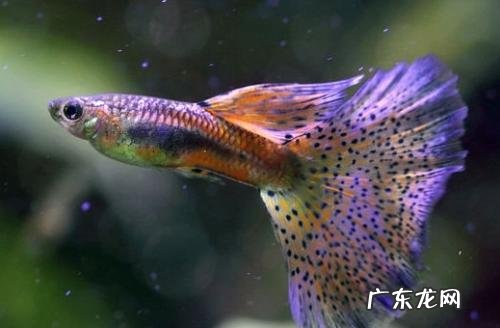 家养观赏鱼哪种鱼好养呢 家里适合养什么观赏鱼