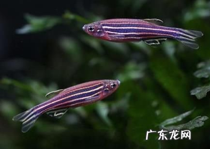 家养观赏鱼哪种鱼好养呢 家里适合养什么观赏鱼