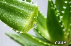 如何用鲜芦荟做面膜 鲜芦荟面膜的做法教程