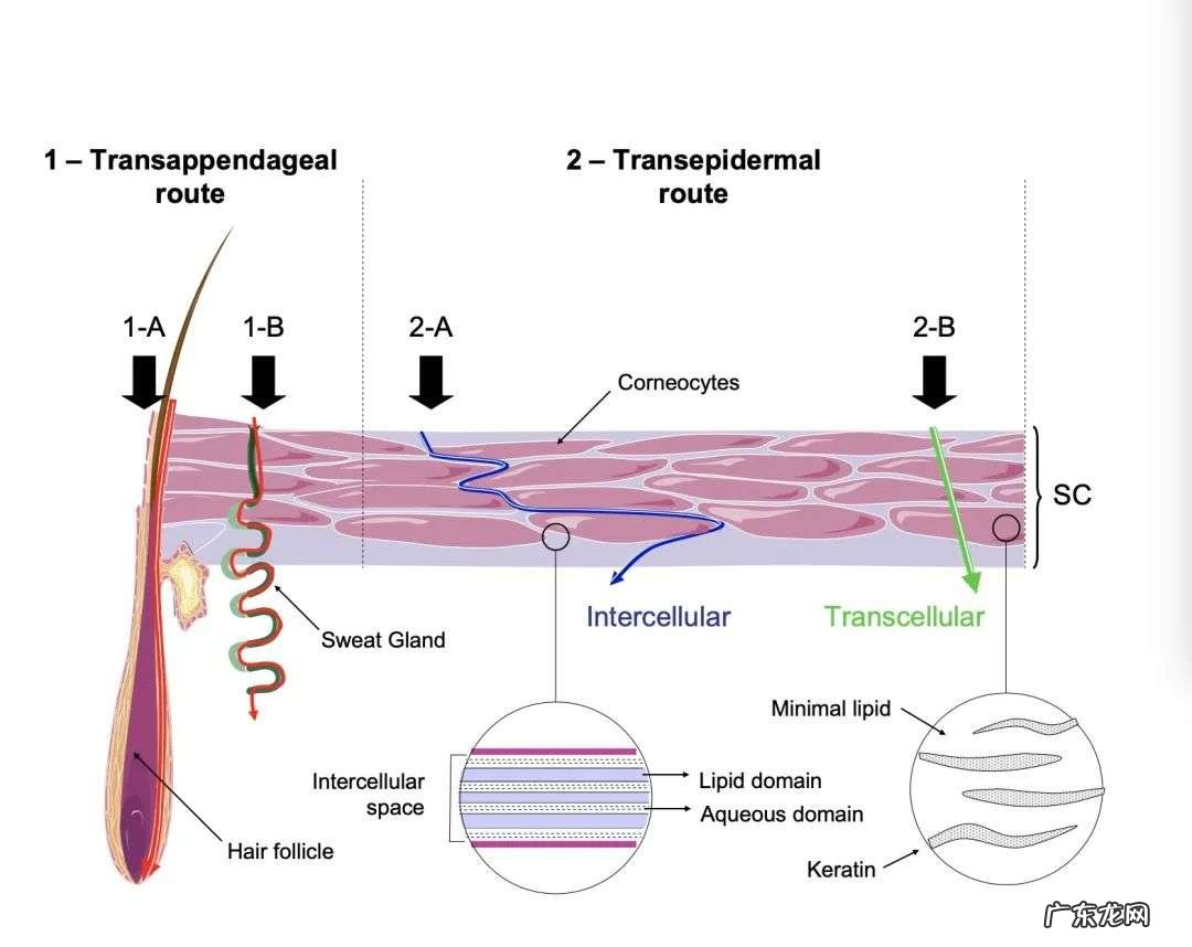 怎样提高皮肤对护肤品的吸收率？