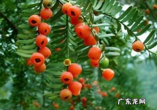 红豆杉木的功效与作用 红豆杉的八大功效