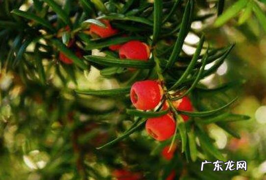 红豆杉木的功效与作用 红豆杉的八大功效