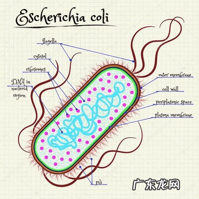 为什么小孩汉堡吃多了易得“汉堡病”
