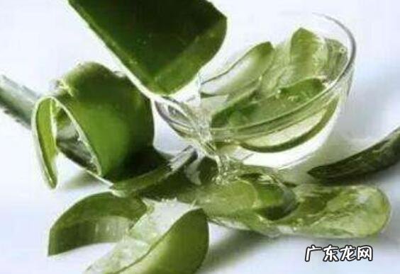 新鲜芦荟怎么保存 新鲜芦荟保存方法技巧