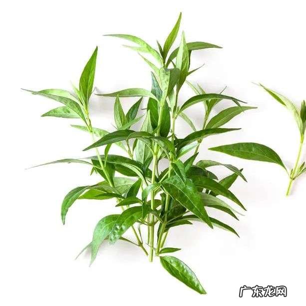 5种最适合春季吃的蔬菜