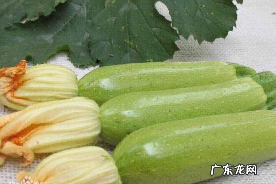 番瓜有什么功效与作用 吃番瓜的好处