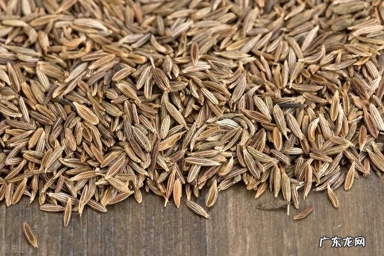 读懂孜然做菜会更好吃 孜然除了烧烤还能做什么