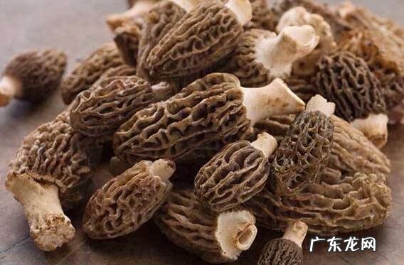 羊肚菌哪些人不宜吃 吃羊肚菌的禁忌有哪些