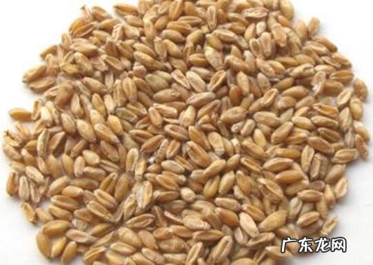 浮小麦和小麦的区别 怎样区分小麦和浮小麦