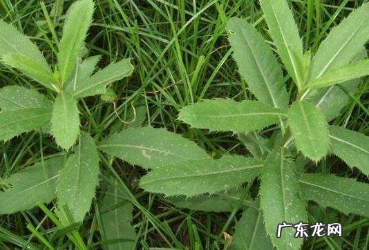 刺儿菜泡水喝的好处与功效