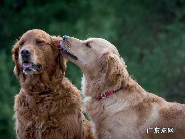 狗狗养了十年是多少岁 为什么养狗不能养十年