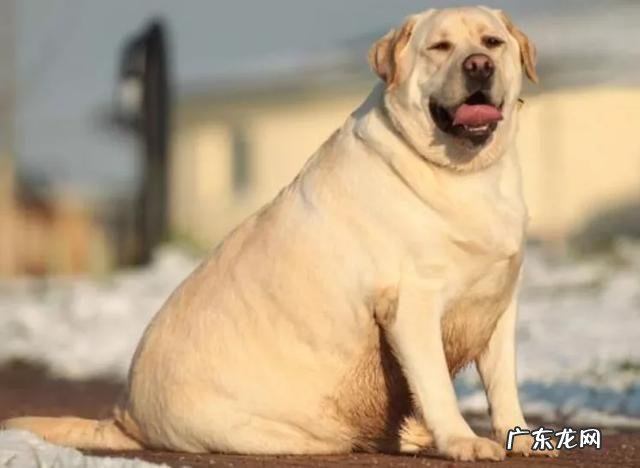 狗狗养了十年是多少岁 为什么养狗不能养十年