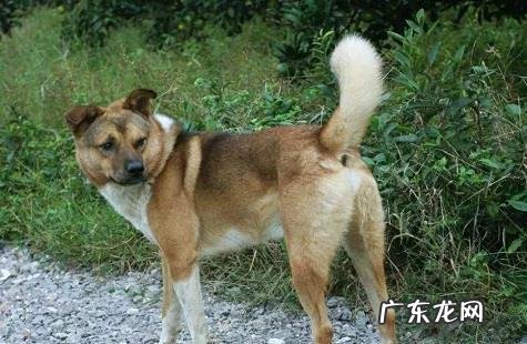 狗狗养了十年是多少岁 为什么养狗不能养十年