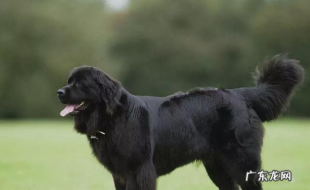 狗狗养了十年是多少岁 为什么养狗不能养十年