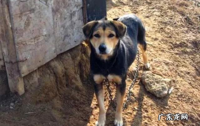 狗狗养了十年是多少岁 为什么养狗不能养十年