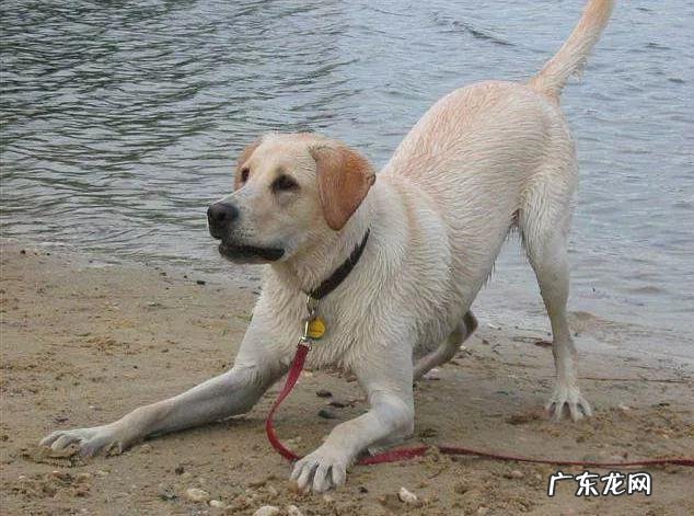 狗狗养了十年是多少岁 为什么养狗不能养十年