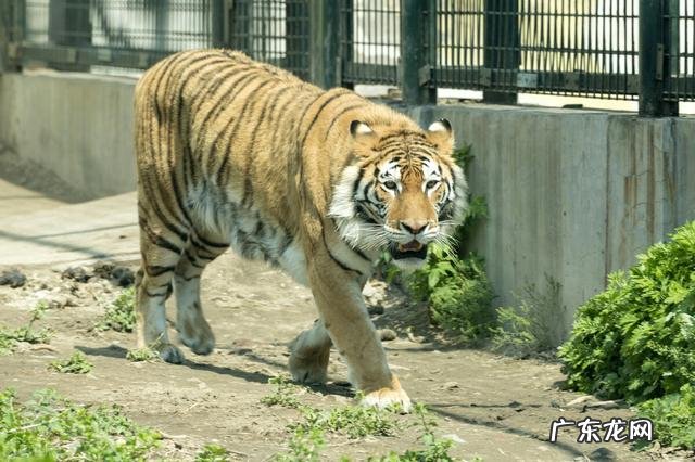 十二生肖有哪些 十二生肖的胆量如何